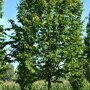 Carpinus betulus ‘A. Beeckman'